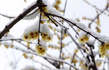 In pics: snow-covered plum blossoms in Shanghai