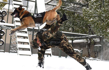 Police dogs trained at training base in Hefei, E China