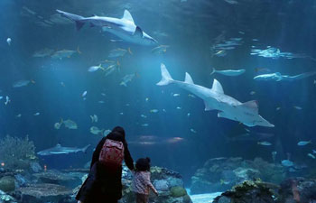A glimpse of Shedd Aquarium in Chicago