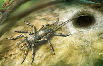 100 million-year-old spider with tail found in amber