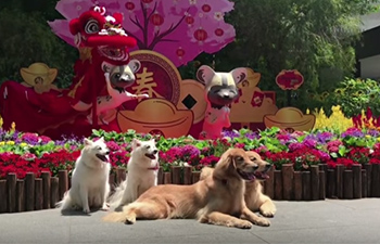 Singapore Zoo ushers in the Year of the Dog