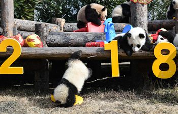 Giant pandas greet Chinese New Year in SW China's Sichuan
