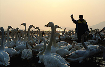 "Swan guard" devoted to protection of swans for over 40 years in east China