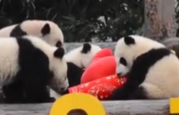 Cute alert! Lunar New Year greetings from panda cubs in Sichuan, China