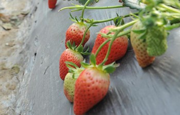 Tourists pick strawberry at greenhouse to spend Spring Festival holiday