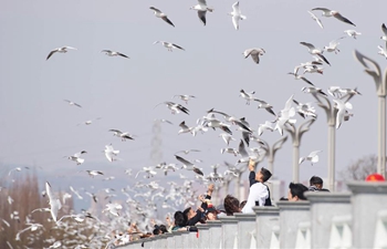 Black-headed gulls attract tourists in Kunming, SW China