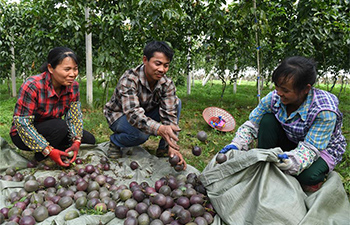 Farmers harvest passion fruits in Nanning, south China