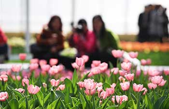 Flowers from Netherlands on show in SW China's Chongqing
