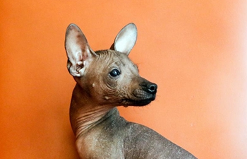 Take closer look at Mexican hairless dog in Mexico City