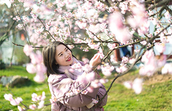 Cherry blossoms in Donghu Scenic Area in Wuhan