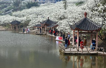 Tourists view plum blossoms in China's Chongqing