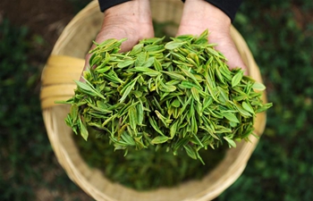 In pics: tea picking in SW China's Guizhou