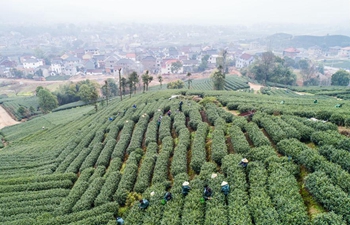 Farmers pick tea leaves in Hangzhou, E China's Zhejiang
