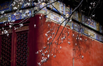 Yulan magnolia flowers bloom at Tanzhe Temple in Beijing