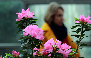 Flower exhibition "Azaleas" held at Palm Garden in Frankfurt, Germany