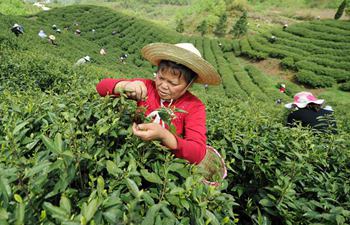 Farmers busy in harvesting tea leaves to produce Mingqian tea