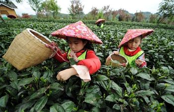 Children join learning tour to experience tea-picking in China's Guizhou