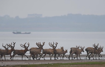 China releases 47 milu deer into wild in major lake