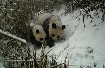 Female giant panda and its cub spotted in NW China