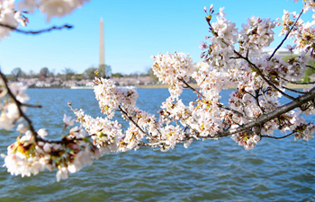 Cherry blossoms seen along Tidal Basin in Washington D.C.