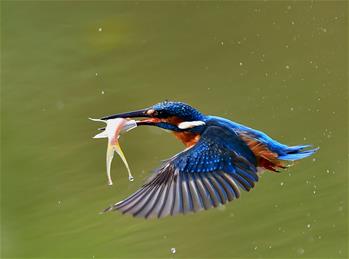 Kingfishers seen at national forest park in SE China's Fujian