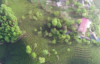 Scenery of tea garden in China's Henan