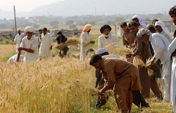 Wheat harvest season starts in Pakistan's Punjab