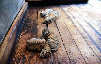 Siberian tiger gives birth to quintuplets in China's Heilongjiang