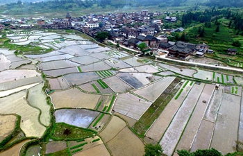 Spring scenery of paddy field in central, south China