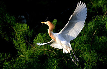 Egrets seen in forest in C China's Henan