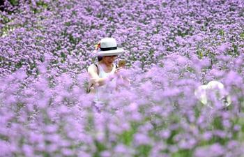 In pics: flowers in Tanliang Village in S China's Guangxi