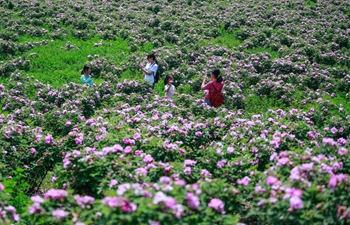 Rose industry improves economic development of small town in east China's Shandong