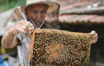 Beekeeping listed as poverty-alleviation project in China's Jilin
