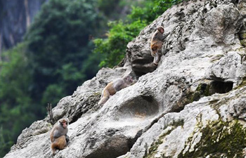 In pics: macaques in "Small Three Gorges" scenic area in Chongqing