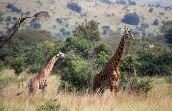 In pics: wildlife at Akagera National Park in Rwanda