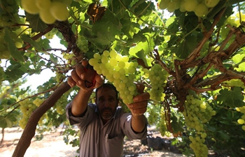 In pics: grapes harvested in southern Gaza Strip city of Rafah