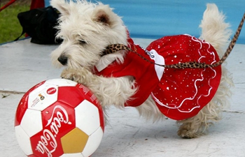 Pets seen in contest with theme of FIFA World Cup in Lima, Peru