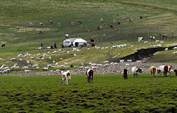 Pic story: tradition for nomadic herdsman to transfer livestocks in summer