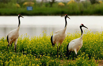 Red-crowned cranes enjoy summer at wetland park in NW China