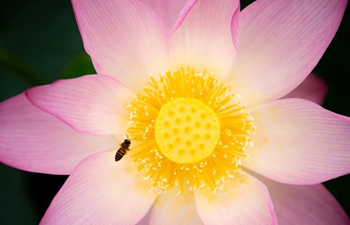 Lotus flowers seen in Macao, south China