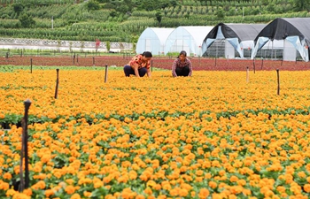 Flower planting industry helps raise villagers' income in Chongqing, SW China