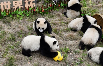 Giant pandas take part in football-themed party in China's Sichuan