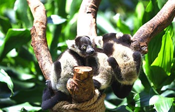 Newborn lemur variegatus triplets meet public in Guangzhou