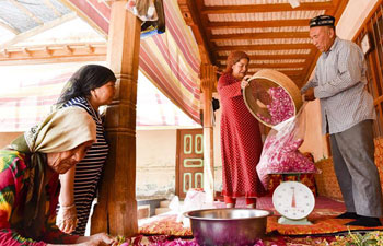 People earn income from making rose sauce in China's Xinjiang