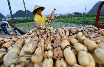 Farmers harvest lotus roots in China's Guangxi