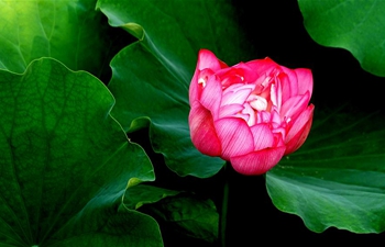 In pics: lotus flowers at Zijingshan Park, C China's Zhengzhou