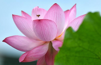 Lotus flowers pictured across China