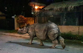 In pics: one-horned rhino walks in tourism hub in SW Nepal