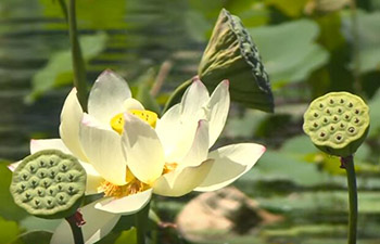 Lotus festival featuring Chinese culture held in LA
