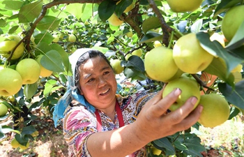 Pears harvested in southwest China's Yunnan